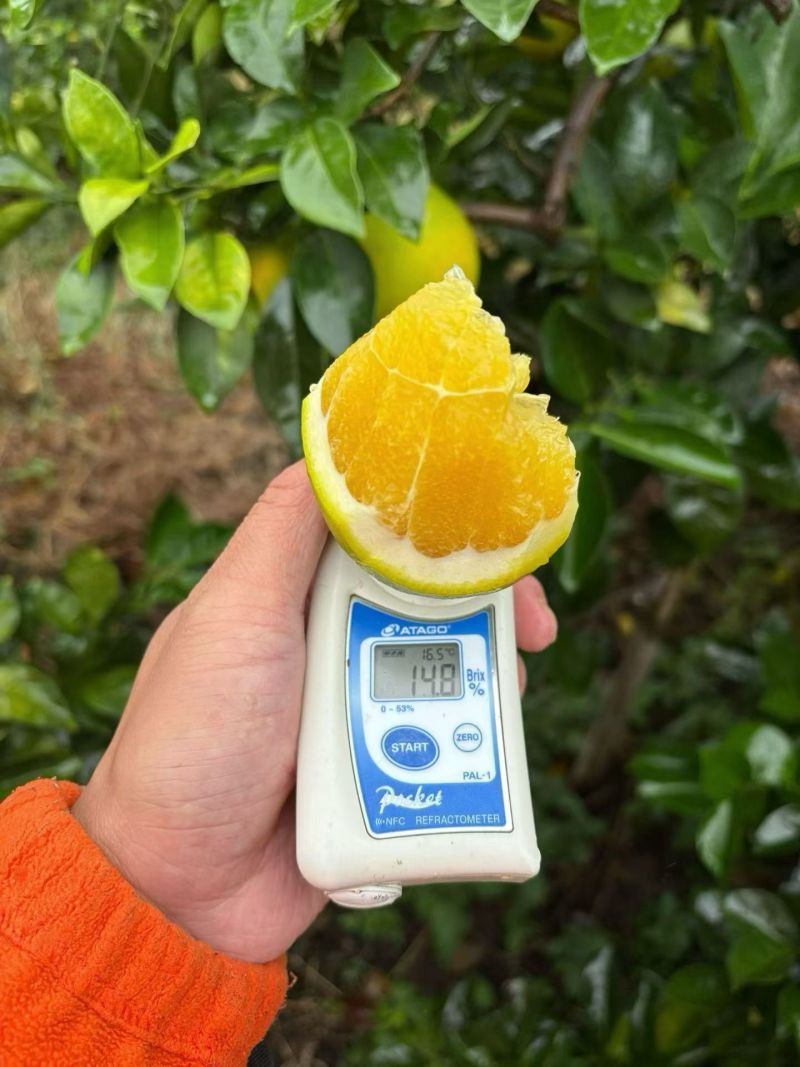 赣南脐橙2025年11月开园