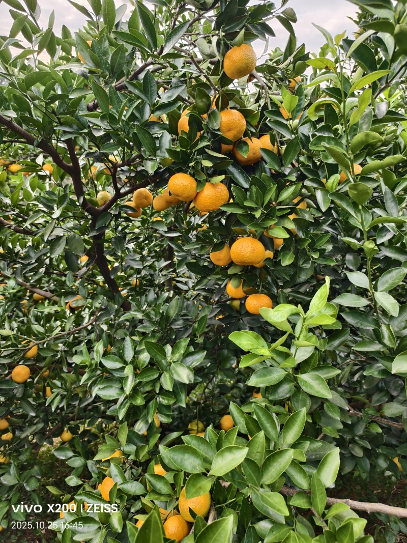 新余蜜桔又名本地早现已大量上市，颜色口感都OK了
