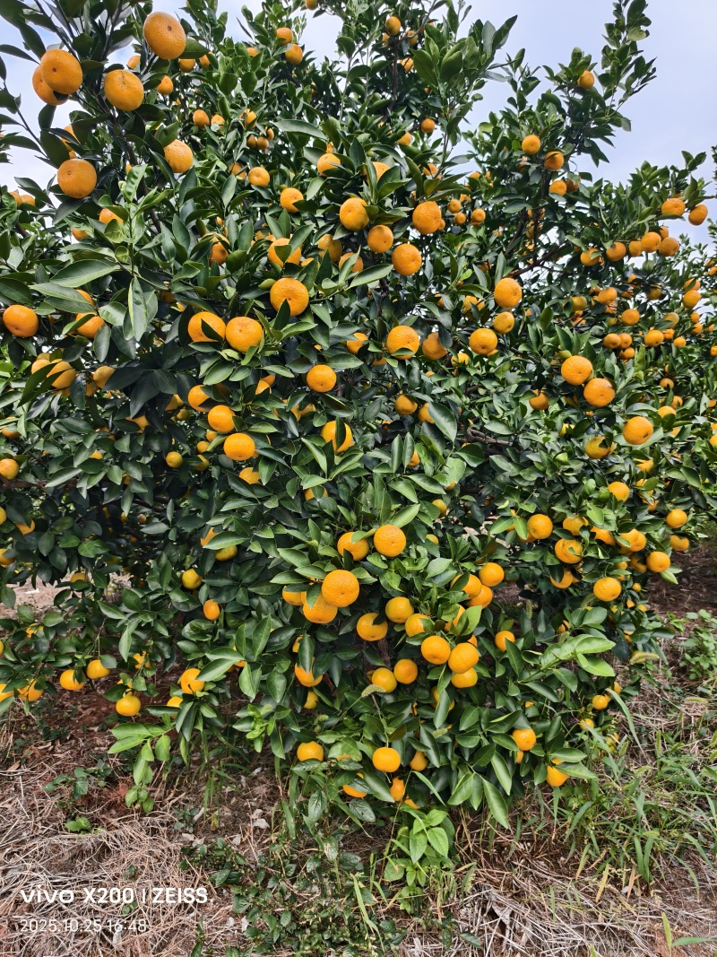 新余蜜桔又名本地早现已大量上市，颜色口感都OK了