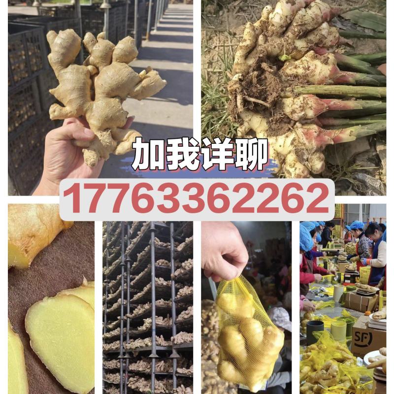 热推～陕西圆头姜大小黄姜产地批发，快大、颜色好看，风干姜