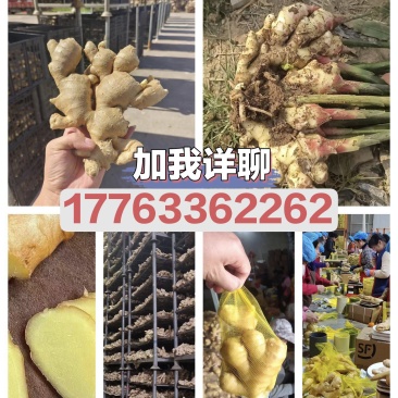 代存鲜姜大黄姜，加工沙土姜、水洗姜、风干姜一手货源