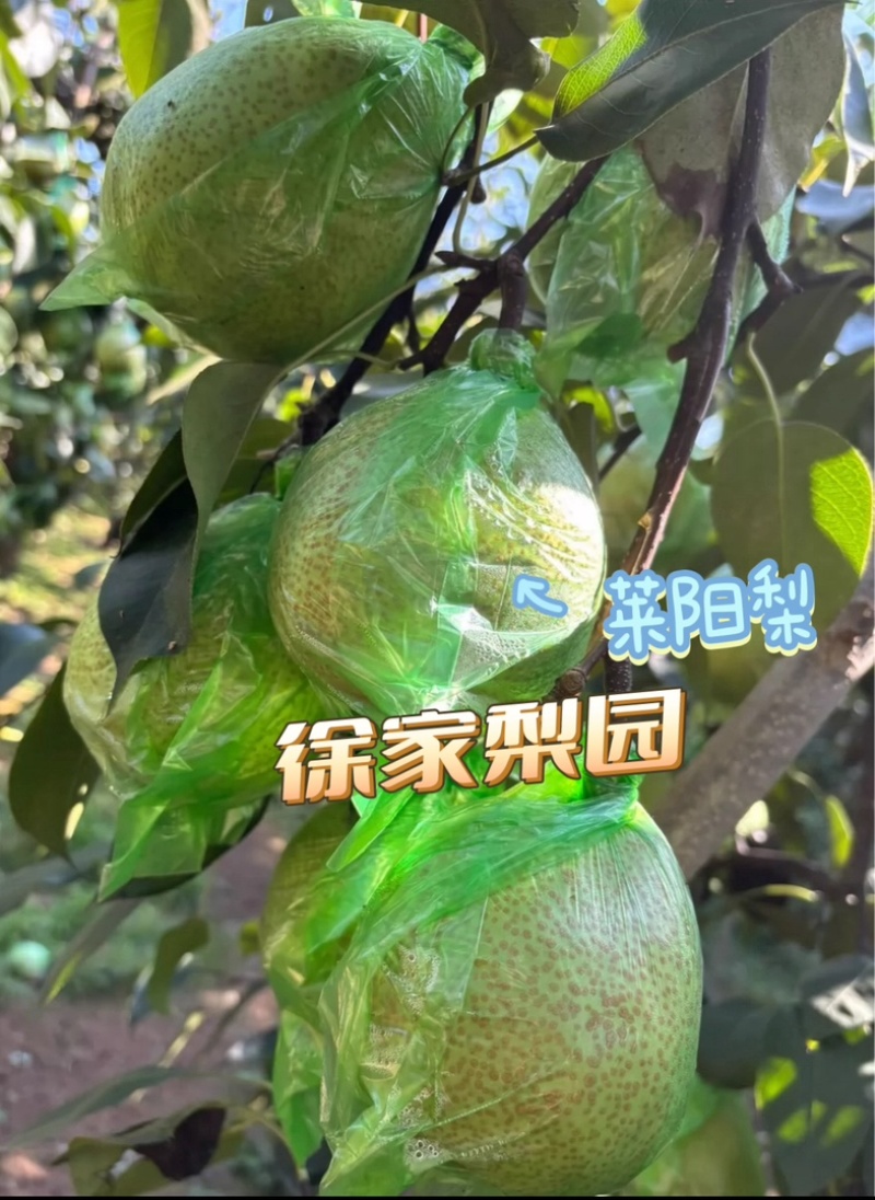 正宗莱阳梨，质优价廉，嘎嘎脆甜，帮装车