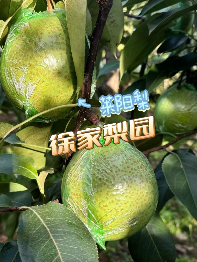 正宗莱阳梨，质优价廉，嘎嘎脆甜，帮装车