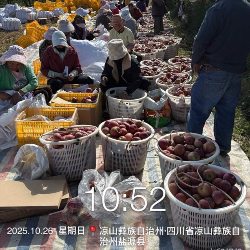 盐源丑苹果大量装箱中欢迎各位老板选购，今日