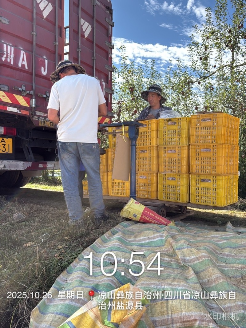 盐源丑苹果大量装箱中欢迎各位老板选购，今日