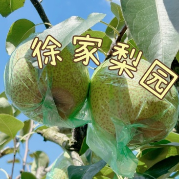 正宗莱阳梨，质优价廉，嘎嘎脆甜，帮装车
