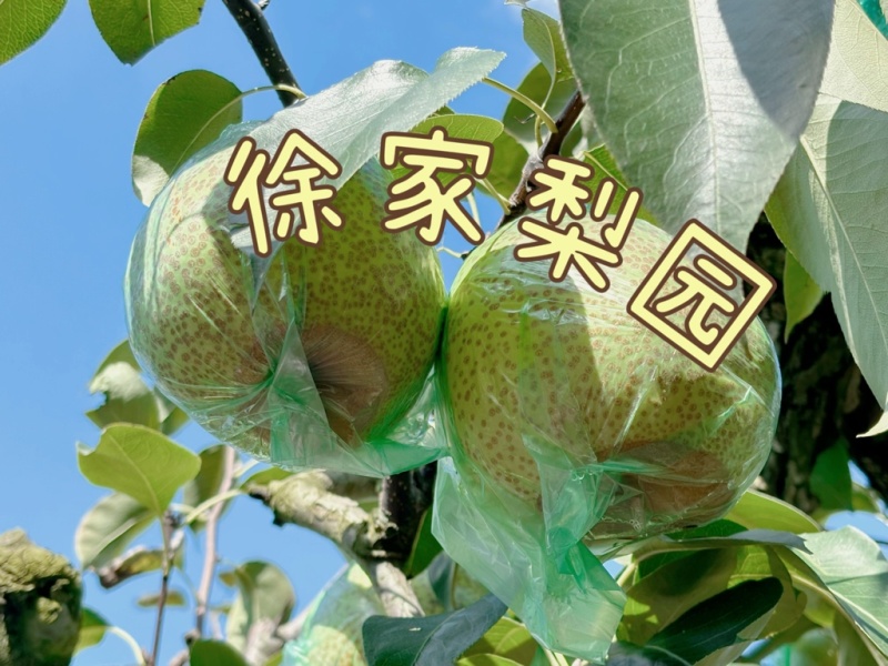 正宗莱阳梨，质优价廉，嘎嘎脆甜，帮装车