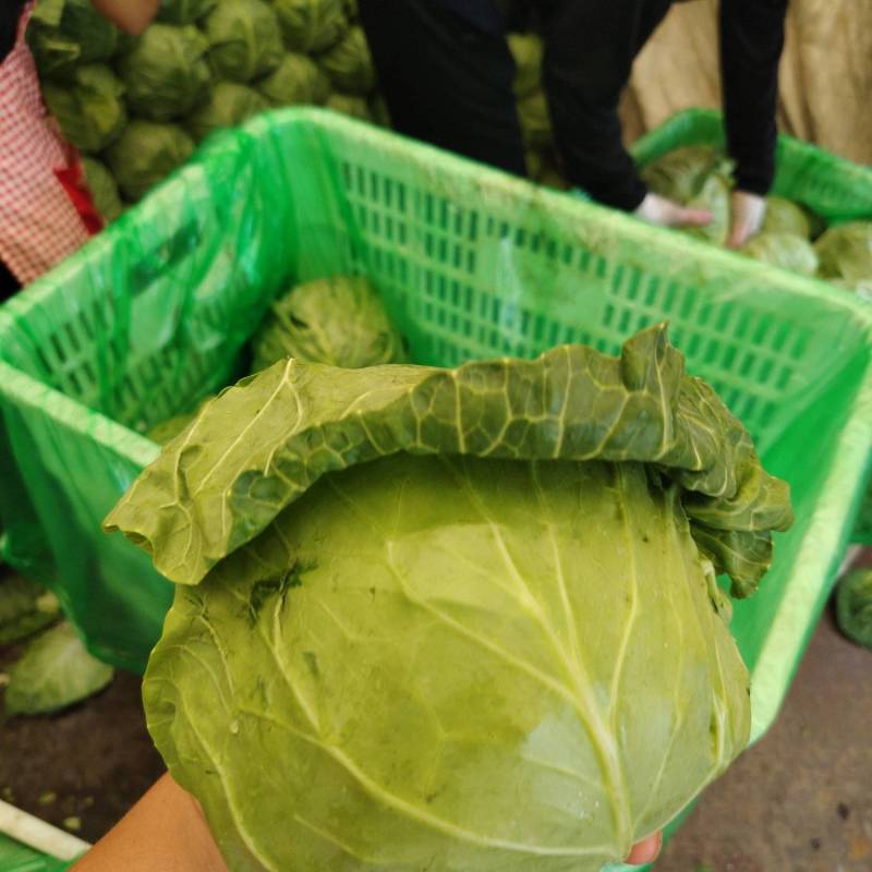 精品甘蓝