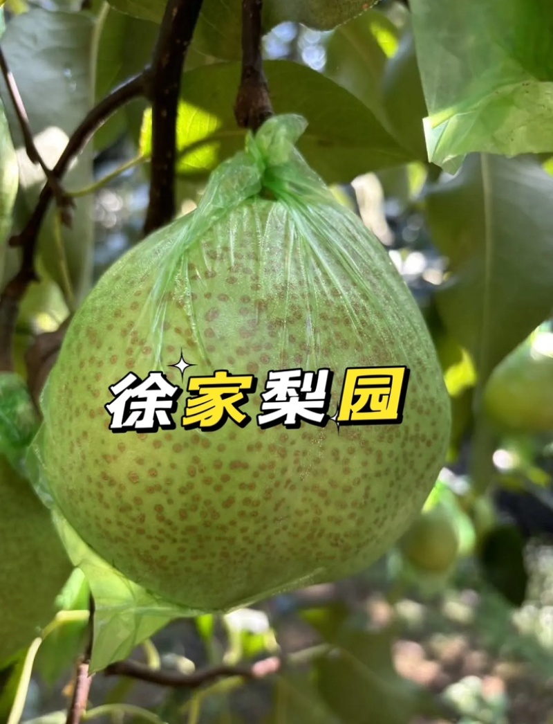 正宗莱阳梨，质优价廉，嘎嘎脆甜，帮装车