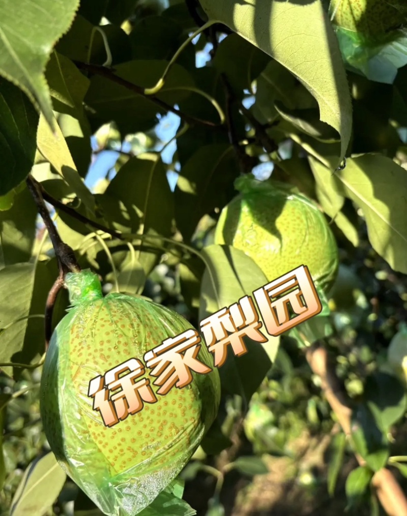 自家种植正宗莱阳梨，优质好果，85以上