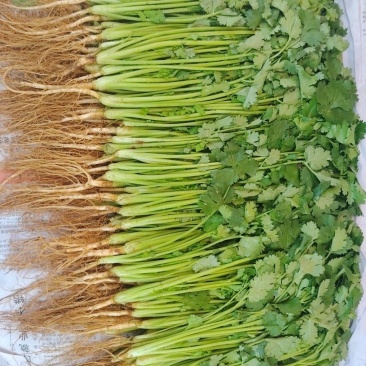 香菜