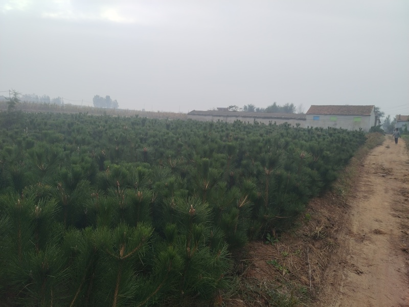 80公分油松苗13*15杯，大量现货供应