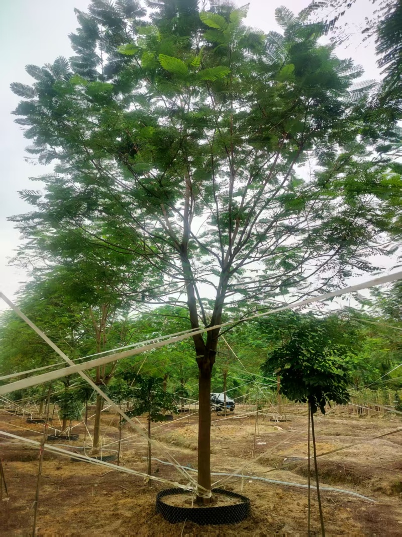 凤凰木绿化苗木自家基地自产自销量大价格实惠