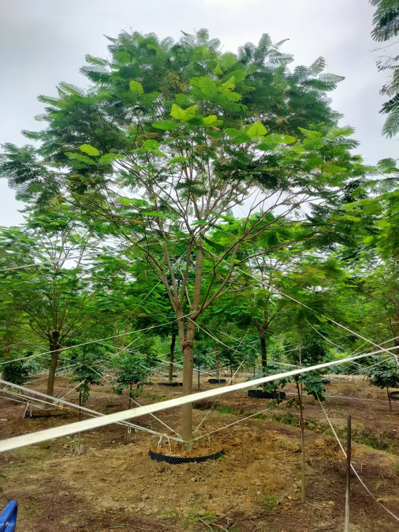 凤凰木绿化苗木自家基地自产自销量大价格实惠
