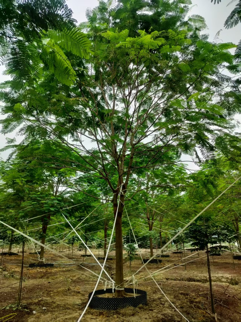 凤凰木绿化苗木自家基地自产自销量大价格实惠