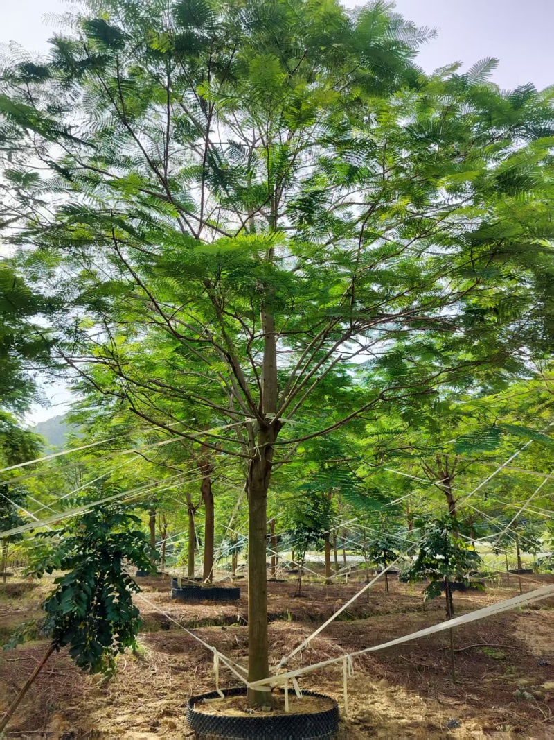 凤凰木绿化苗木自家基地自产自销量大价格实惠