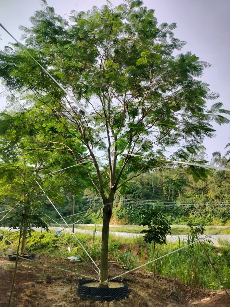凤凰木绿化苗木自家基地自产自销量大价格实惠