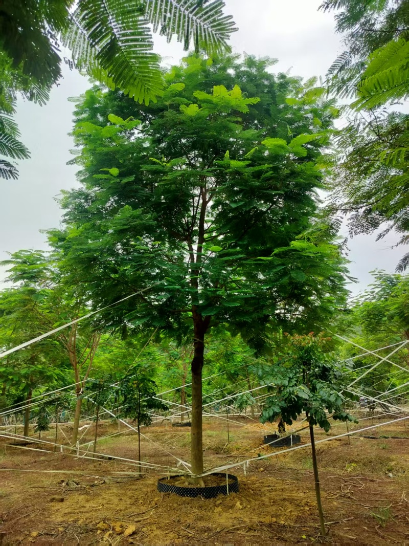 凤凰木绿化苗木自家基地自产自销量大价格实惠