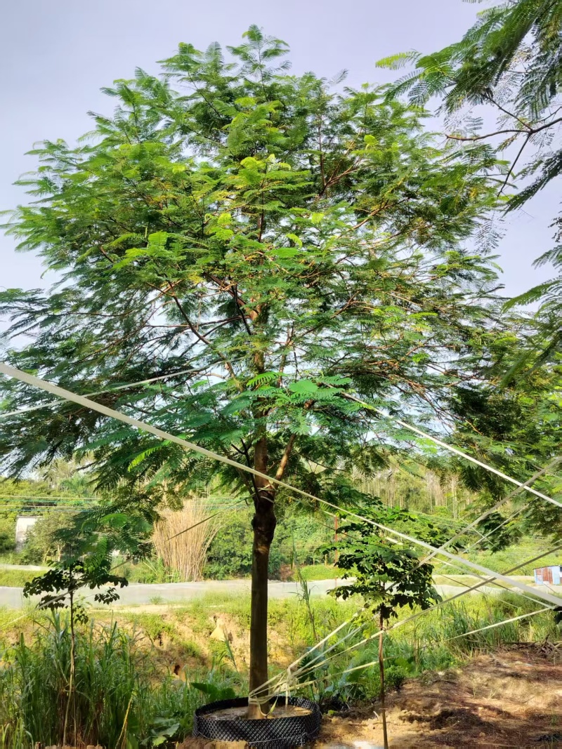 凤凰木绿化苗木自家基地自产自销量大价格实惠