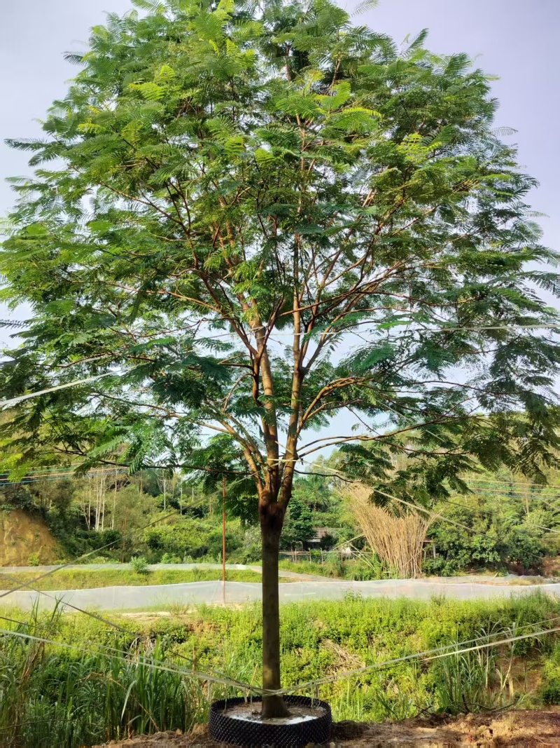 凤凰木绿化苗木自家基地自产自销量大价格实惠