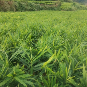 生姜种植