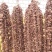 2025年新货，东北红蘑，