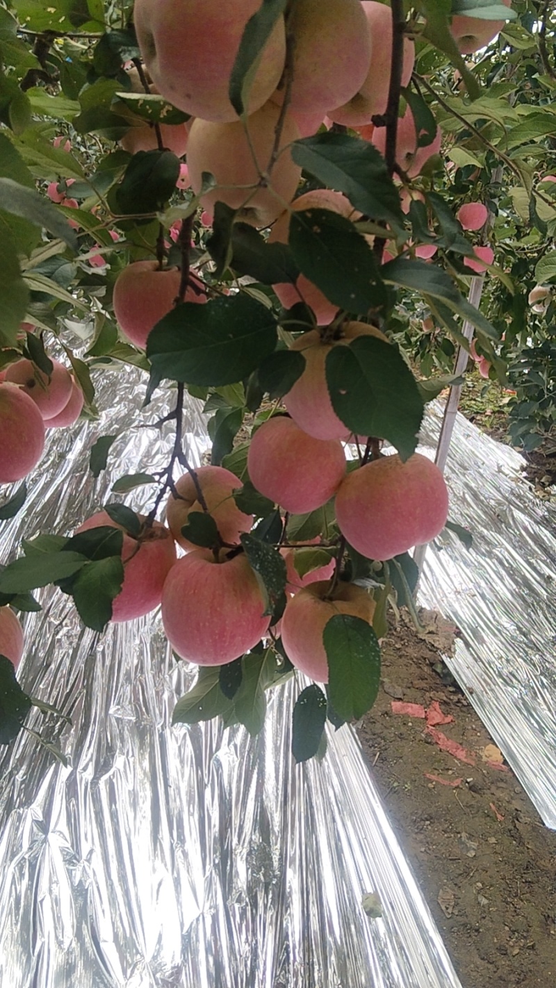 青岛优质红富士苹果，脆甜多汁，是具家.送礼的不二之选