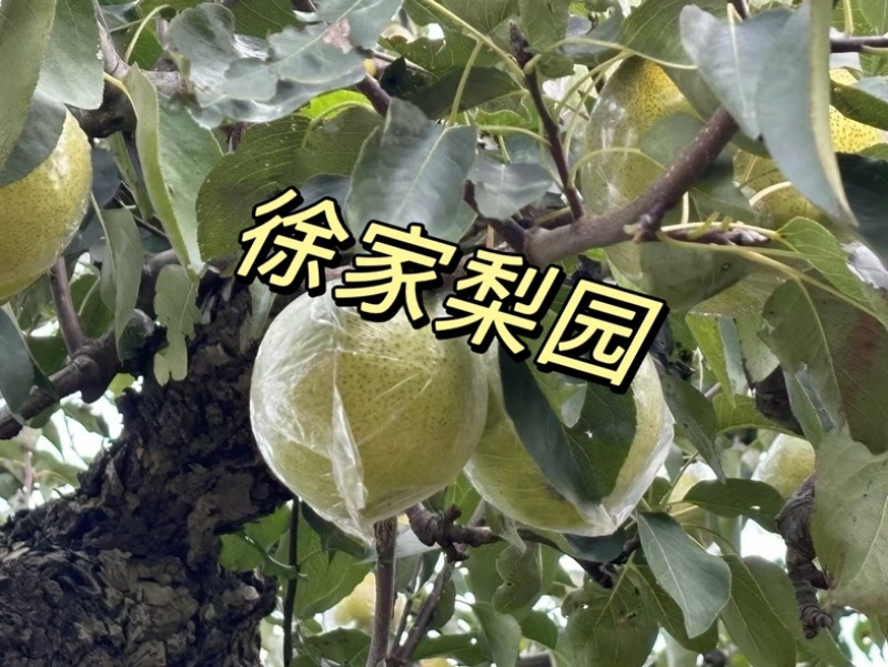 莱阳大香水梨，优质大果，90规格以上，香甜多汁