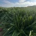 龙血树花卉盆景自家基地自产自销量大价格实惠