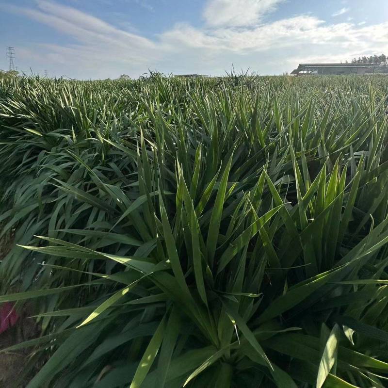 龙血树花卉盆景自家基地自产自销量大价格实惠