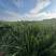 龙血树花卉盆景自家基地自产自销量大价格实惠