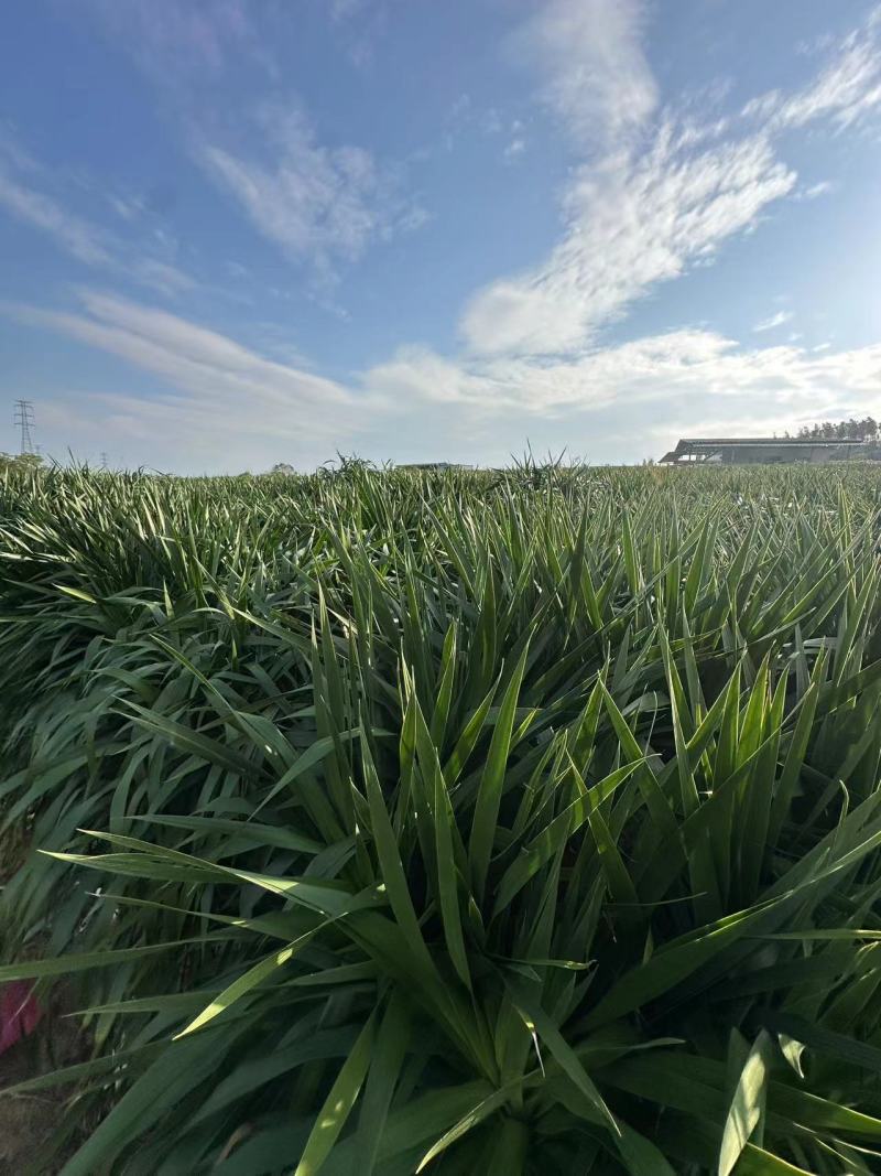 龙血树花卉盆景自家基地自产自销量大价格实惠