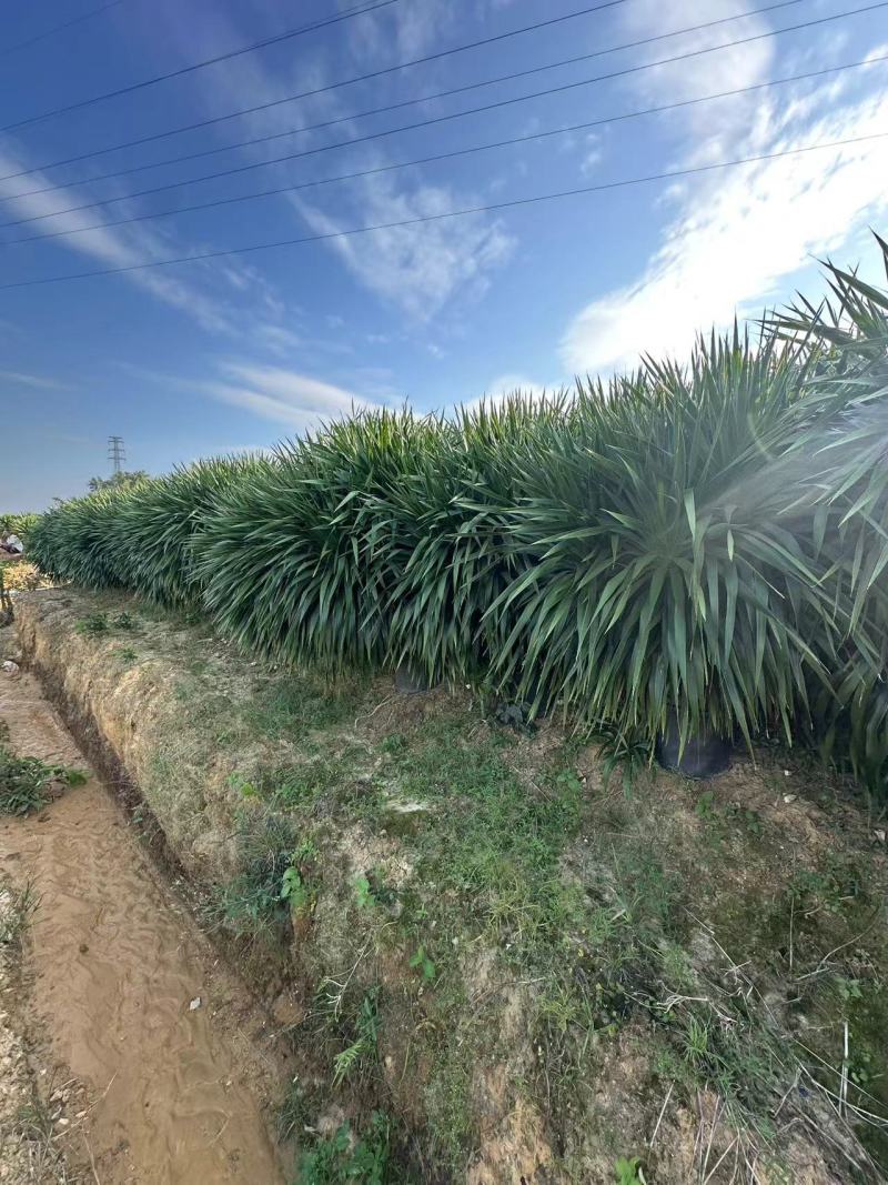 龙血树花卉盆景自家基地自产自销量大价格实惠