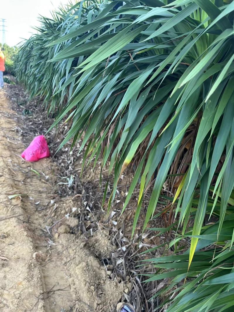 龙血树花卉盆景自家基地自产自销量大价格实惠