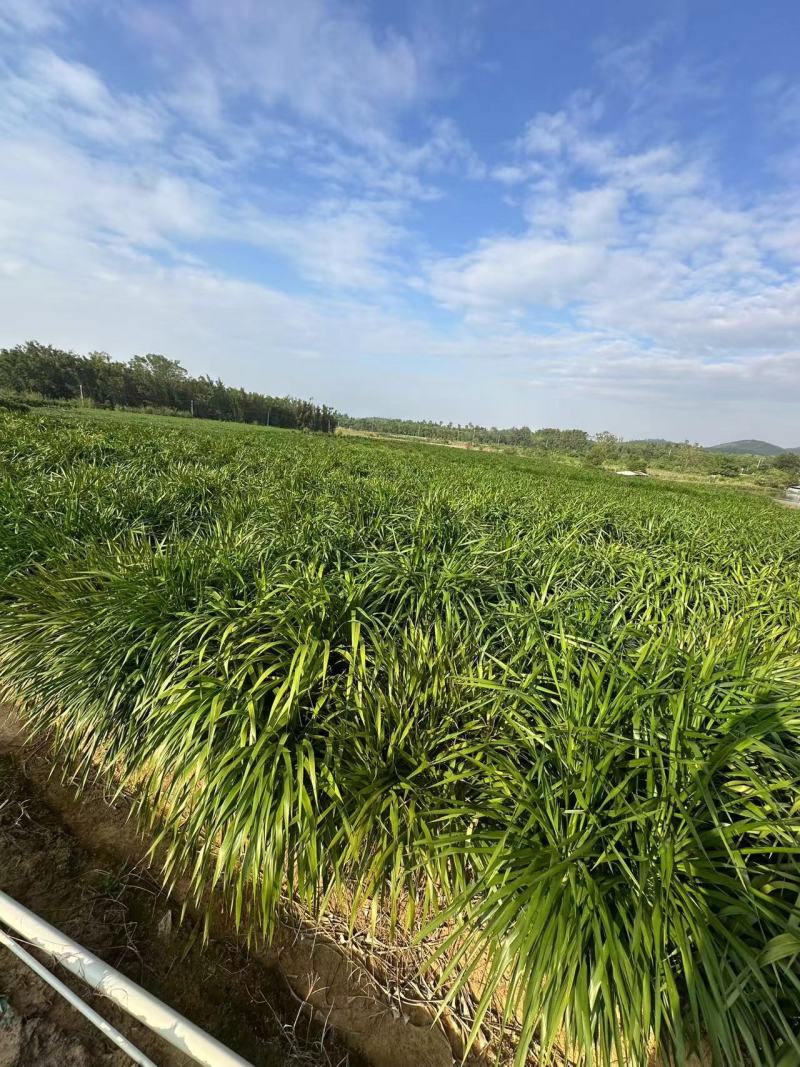 龙血树花卉盆景自家基地自产自销量大价格实惠