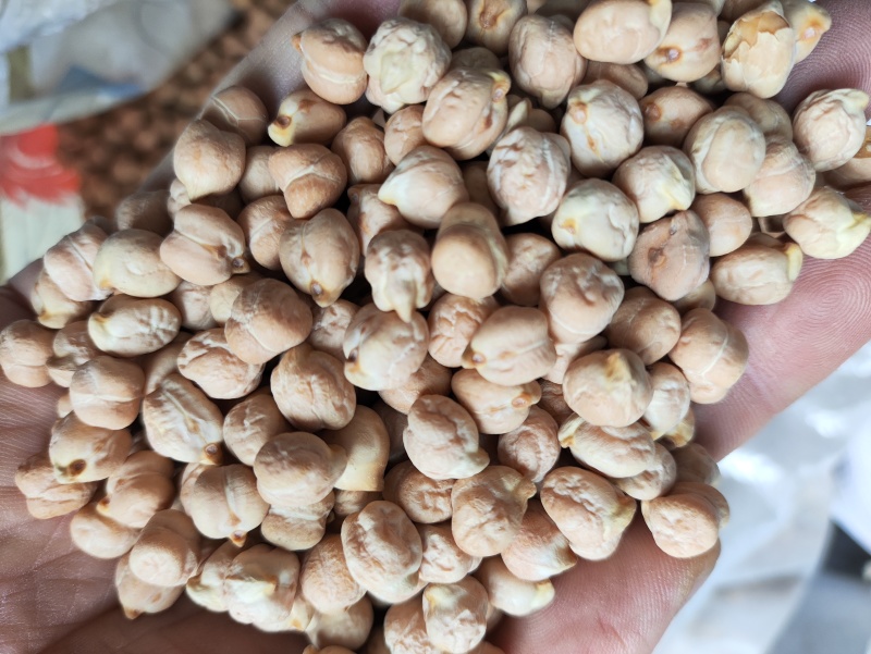 鹰嘴豆进口鹰嘴豆规格齐全当季新货颗粒饱满量大从优