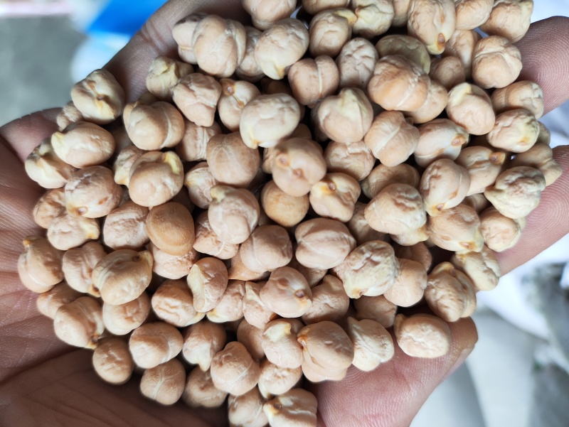 鹰嘴豆进口鹰嘴豆规格齐全当季新货颗粒饱满量大从优