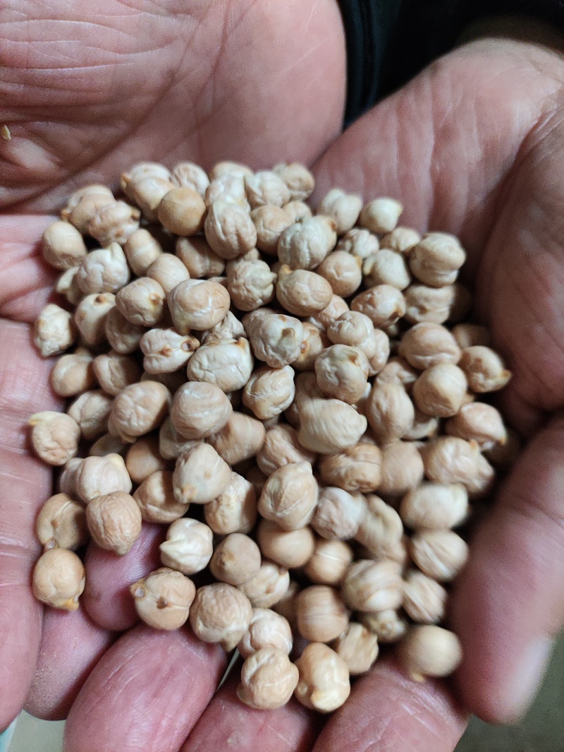 鹰嘴豆进口鹰嘴豆规格齐全当季新货颗粒饱满量大从优