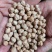 鹰嘴豆进口鹰嘴豆规格齐全当季新货颗粒饱满量大从优
