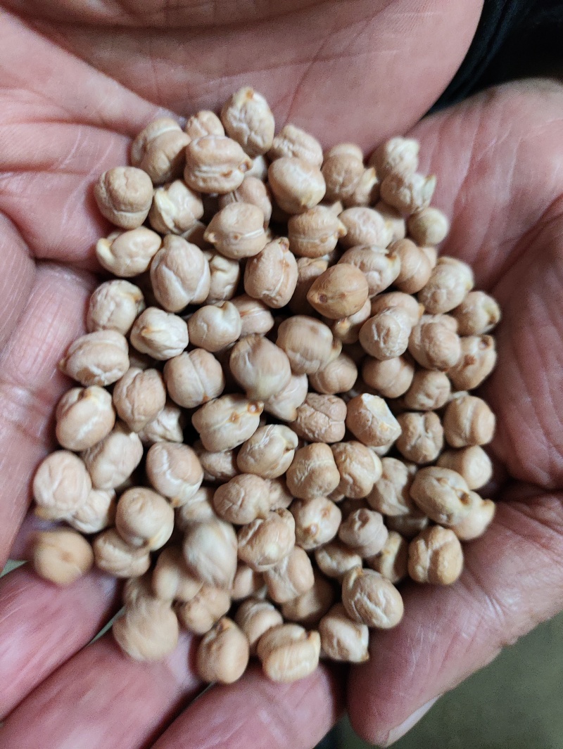 鹰嘴豆进口鹰嘴豆规格齐全当季新货颗粒饱满量大从优