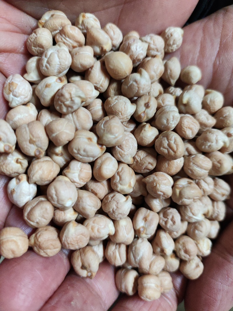 鹰嘴豆进口鹰嘴豆规格齐全当季新货颗粒饱满量大从优