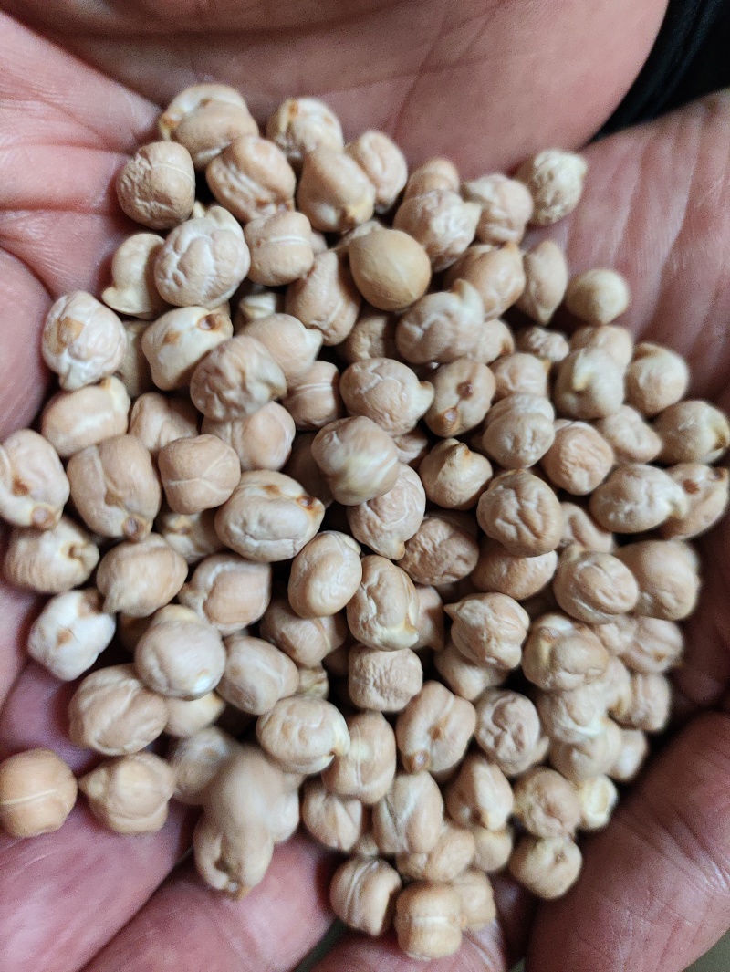 鹰嘴豆进口鹰嘴豆规格齐全当季新货颗粒饱满量大从优