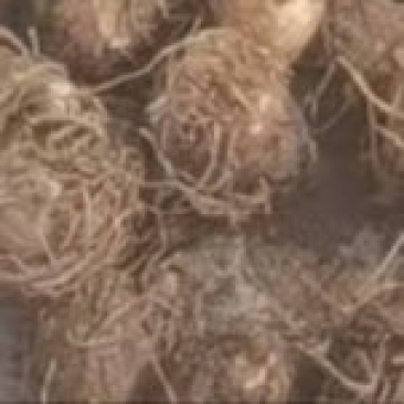 独角莲（丁毒豆儿）