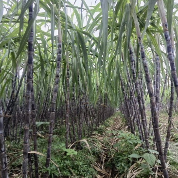 荆门本地黑皮甘蔗，脆甜多汁