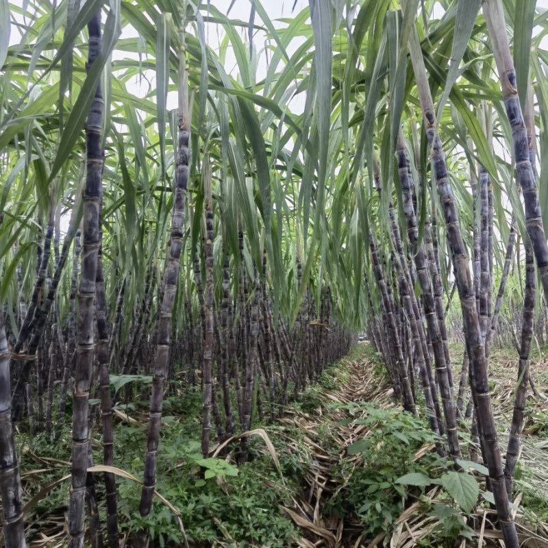 荆门本地黑皮甘蔗，脆甜多汁