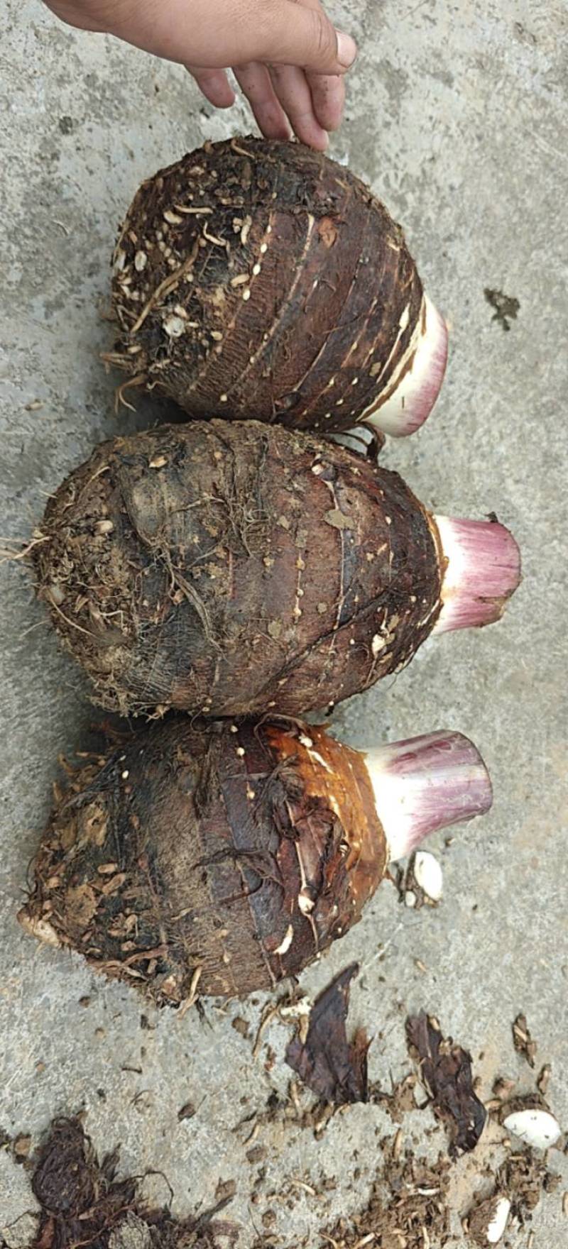 一手香芋货源仓库100吨多次分选高质量非诚勿