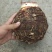 一手香芋货源仓库100吨多次分选高质量非诚勿