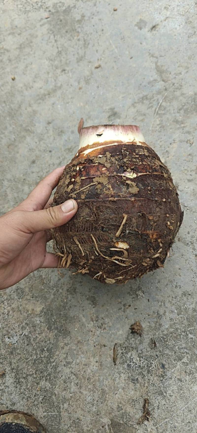 一手香芋货源仓库100吨多次分选高质量非诚勿