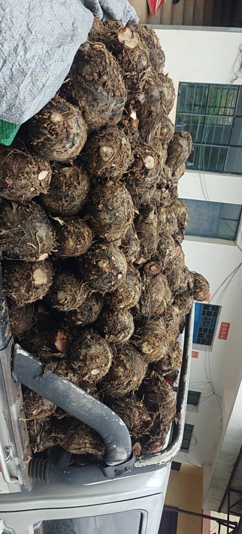 一手香芋货源仓库100吨多次分选高质量非诚勿