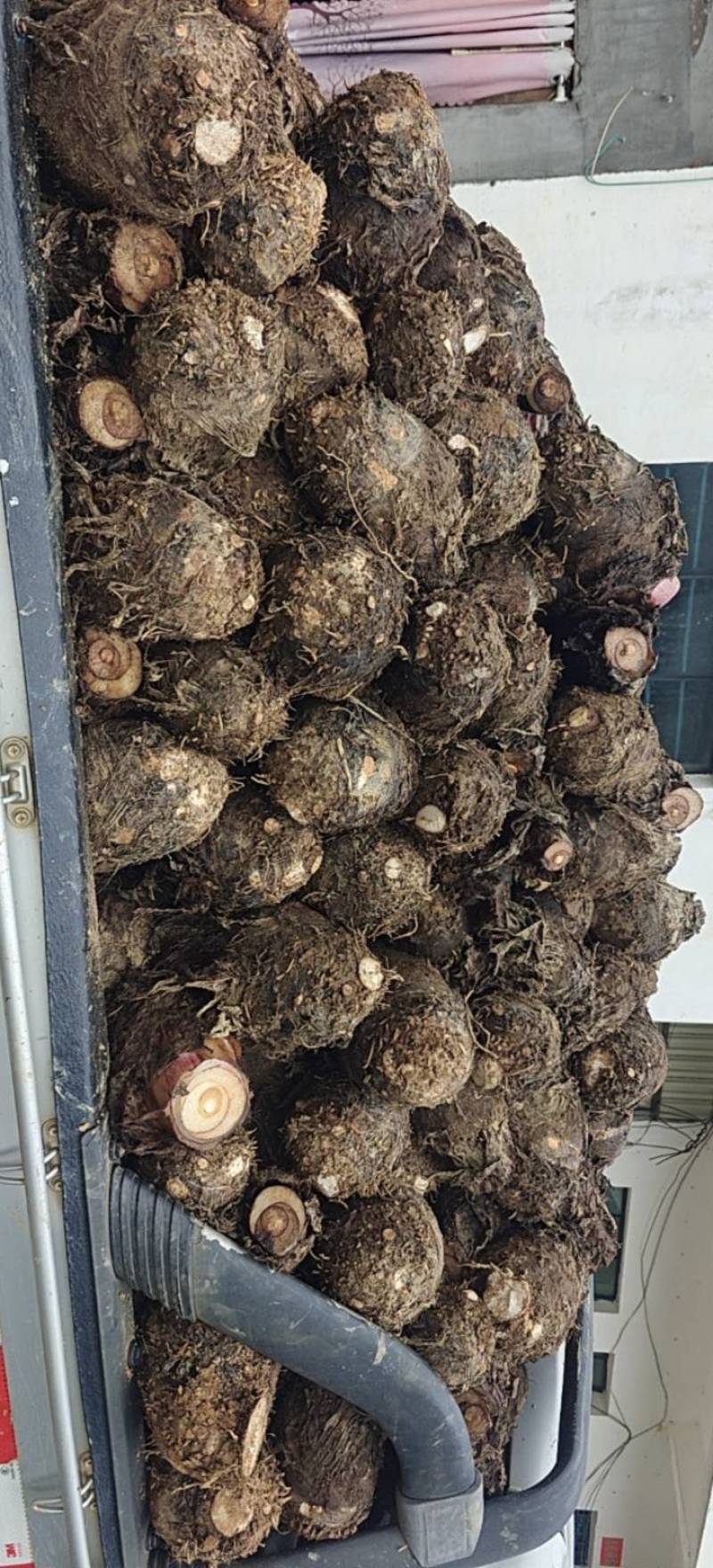 一手香芋货源仓库100吨多次分选高质量非诚勿